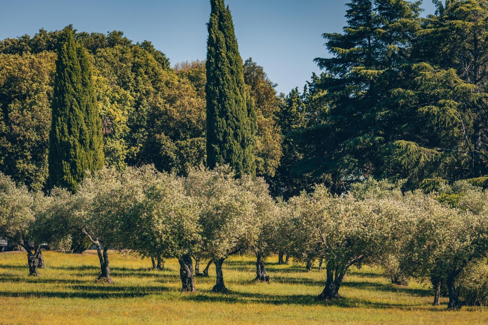 Maistra Camping Koversada Uncovered Naturist Pitches Vrsar Dış mekan fotoğraf